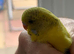 Baby budgies