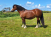 Registered Welsh Sec C colt foal