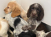 Kc cocker spaniel puppies