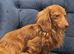 KC registered Miniature Dachshund