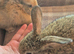baby bunnies