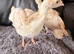 2x Red Bourbon Turkey chicks