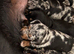 Dachshunds Tweenies boys and girl