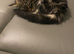 13 week old main coon / Norwegian Forrest kitten