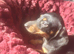 Mini Dachshund