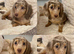 Dachshund miniature long haired