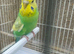 Hen budgie