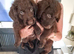Beautful home raised litter of labradoodles for sale