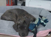 Cane Corso mixed with a Presa Canario