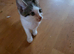 2 kittens looking for forever homes