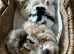 Mini lop baby bunnies-extremely well handled