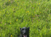 Patterdale x jack Russell