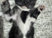 Gorgeous male kitten