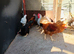 Pure bred poultry