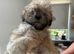 Adorable Lhasa Apso Boy puppies for sale