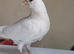 Stunning pure young white pigeon for sale