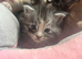 Maine Coon kittens for sale 5 left