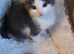 2 Female Kittens