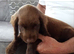 Working cocker spaniel puppies