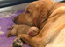 Yellow/dark yellow Labradors