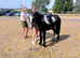 12.2h 4yr old super cob