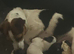 Stunning litter of traditional jackrussel pups