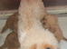 F1b TOY CAVAPOO PUPPIES