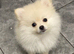 White Pomeranian Puppy Girl Croydon