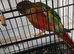 Conure baby