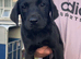 Kc reg Labrador boys