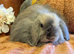 Mini lop cashmere