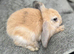 Gorgeous Mini Lop Babies Ready Now