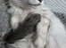 Pedigree maine coon kittens