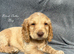 Gorgeous KC reg Cocker Spaniel pups (working type)
