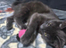Goregeous russian blue female for sale