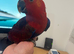 Hand Reared Female Eclectus Parrot