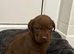 Chocolate Labrador puppies