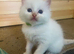 Beautiful Ragdoll kittens
