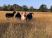 2 Shetland x Balwen rams for sale