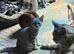 Silver Russian Maine Coon Kitten x British Shorthair