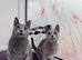 Russian Blue TICA registered