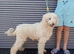 Standard poodle for sale female