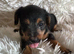 Bedlington x Lakeland Puppies