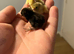 Day old button / Chinese painted quail chicks for sale in Weston super mare