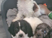 Cockerpoo f2 puppies boy