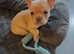 Proven kc registered French bulldog for stud