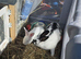 Rabbit for sale