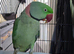 My parrot for sale woth cage