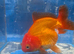 Quality Fancy Goldfish