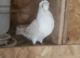 For sale 2 young German Owls